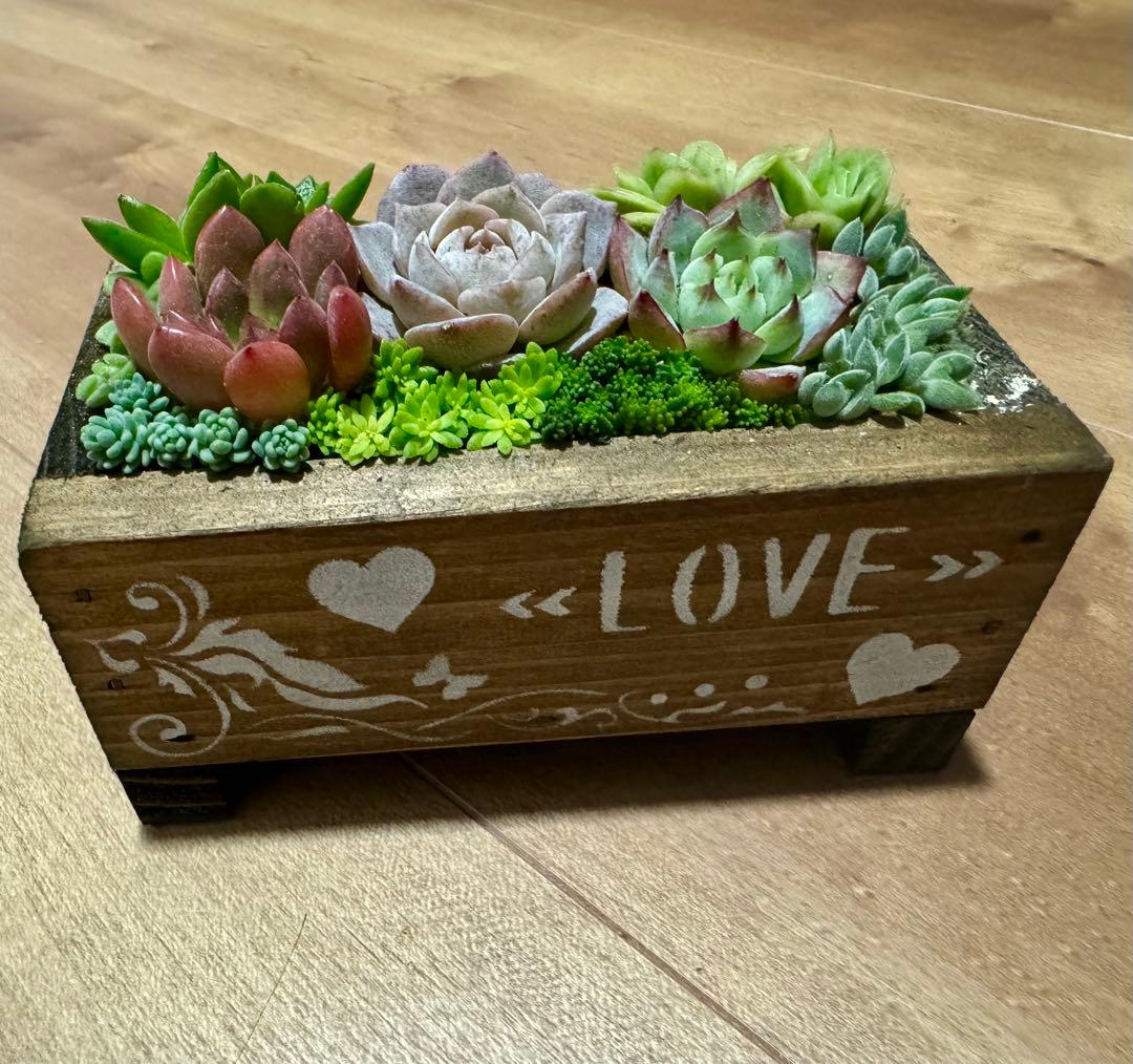 多肉植物 寄せ植え 木箱 アイスローズ ステンシル 木工 ちまちま寄せ