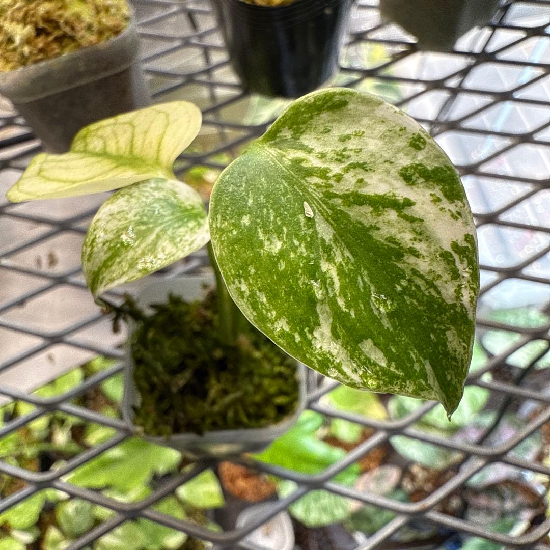 L*O様 選抜株 モンステラ デリシオーサ ミント