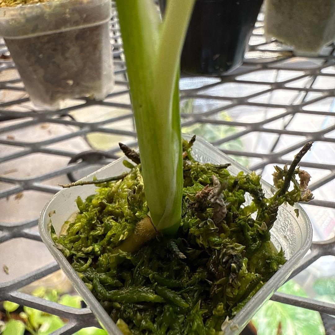 L*O様 選抜株 モンステラ デリシオーサ ミント