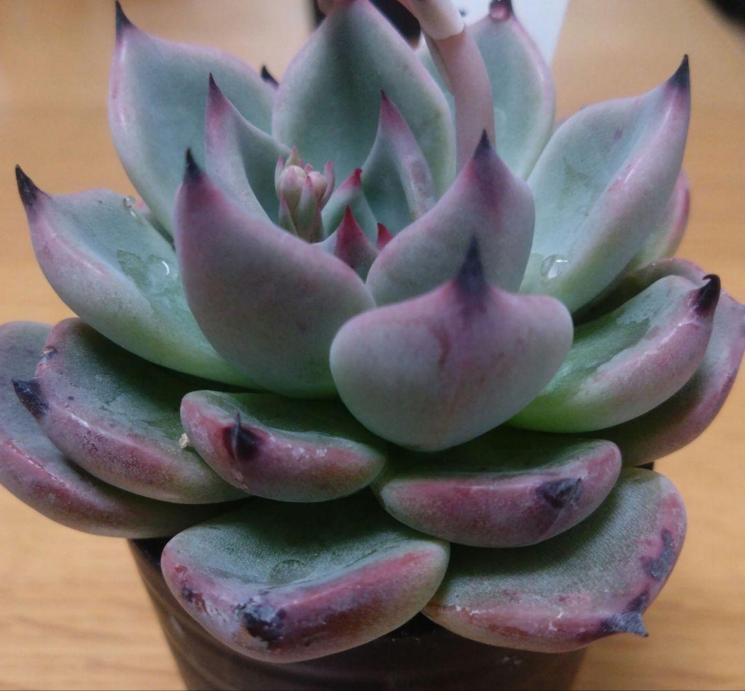 竜王　②　ボタベリア　見元園芸さん　エケベリア　札付き