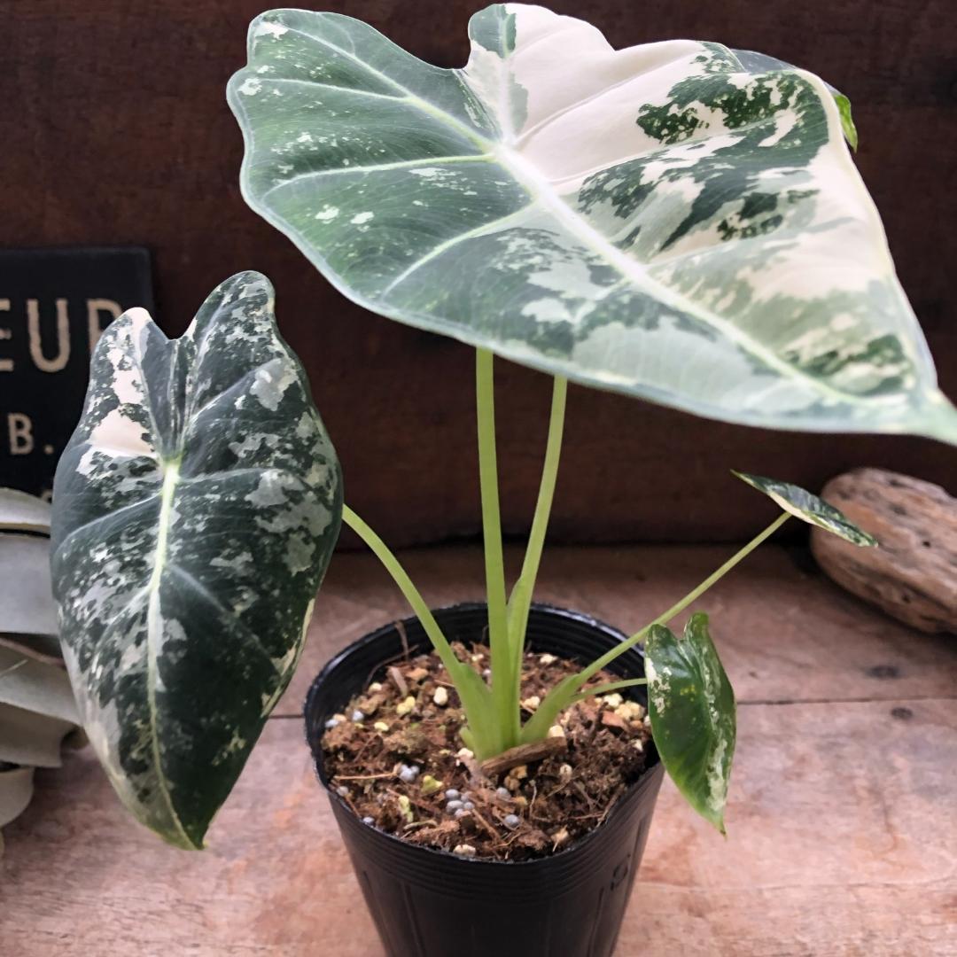 ★ポットごと♡グリーンベルベット バリエガータ♡アロカシア♡斑入り♡3.5号