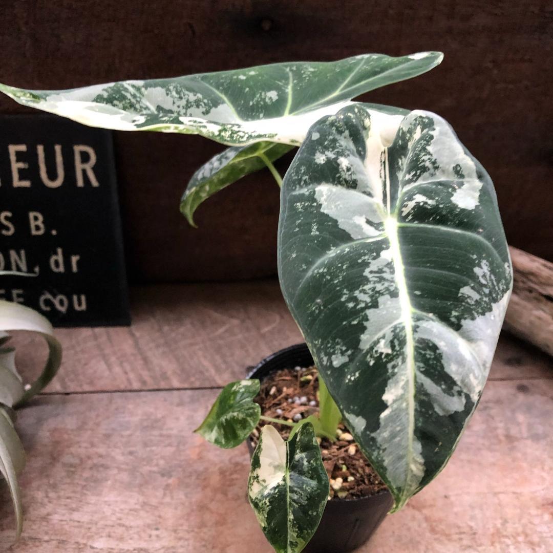 ★ポットごと♡グリーンベルベット バリエガータ♡アロカシア♡斑入り♡3.5号