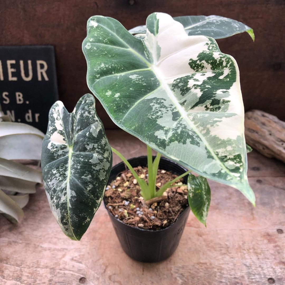 ★ポットごと♡グリーンベルベット バリエガータ♡アロカシア♡斑入り♡3.5号