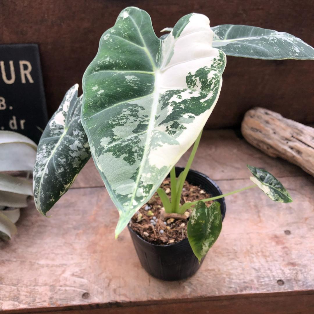 ★ポットごと♡グリーンベルベット バリエガータ♡アロカシア♡斑入り♡3.5号