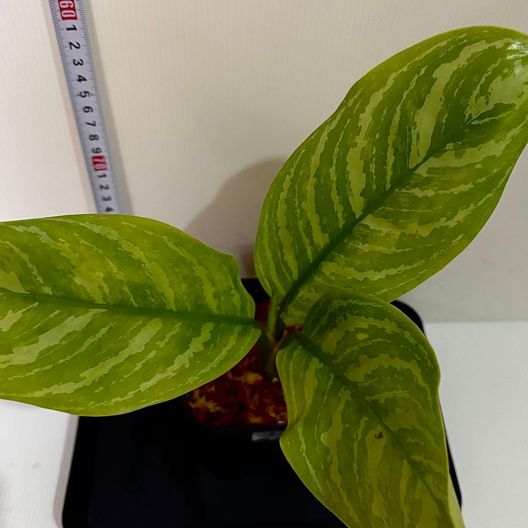 アグラオネマ ニティドゥム カーティシー 観葉植物 LEON レオン 1