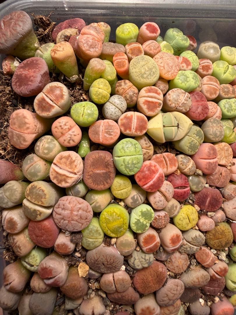 ⑥リトープス 実生苗 ミックス 約 190～230株左右　カラフル 多肉植物