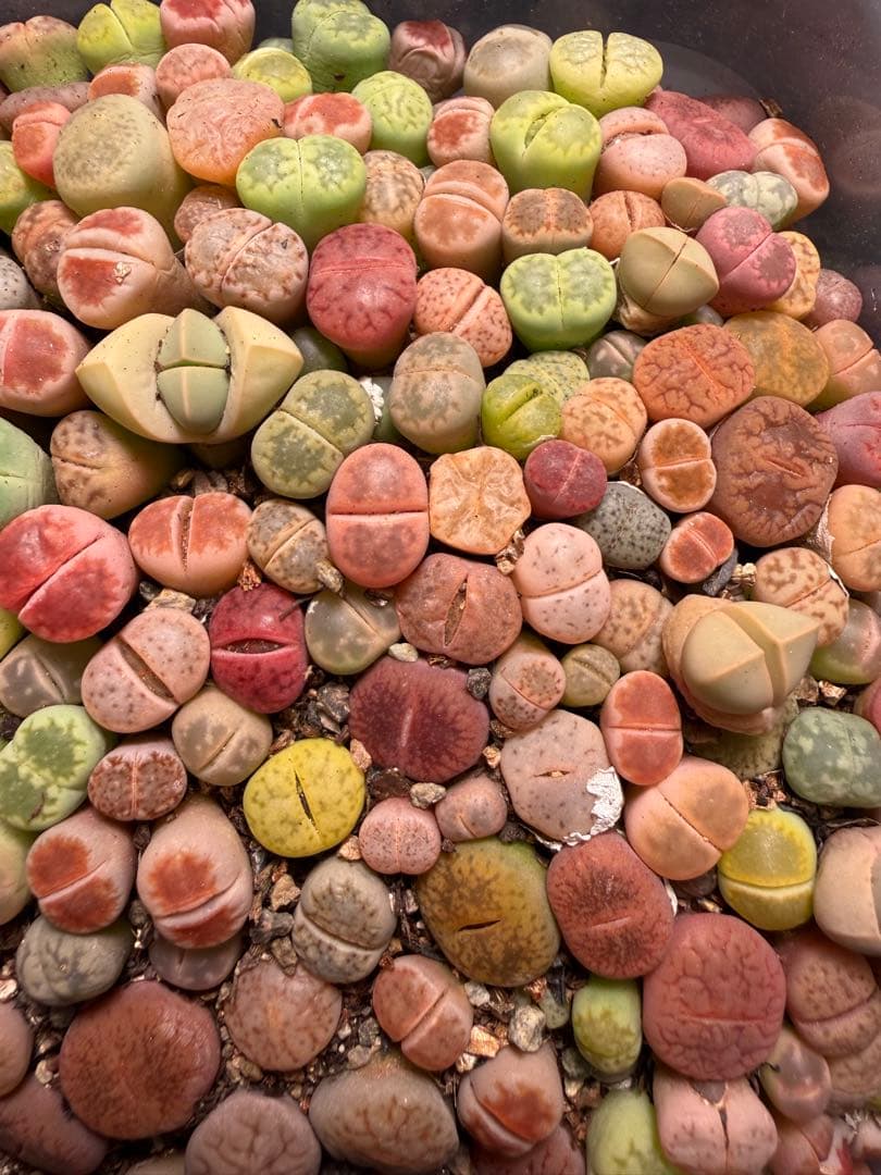 ⑥リトープス 実生苗 ミックス 約 190～230株左右　カラフル 多肉植物