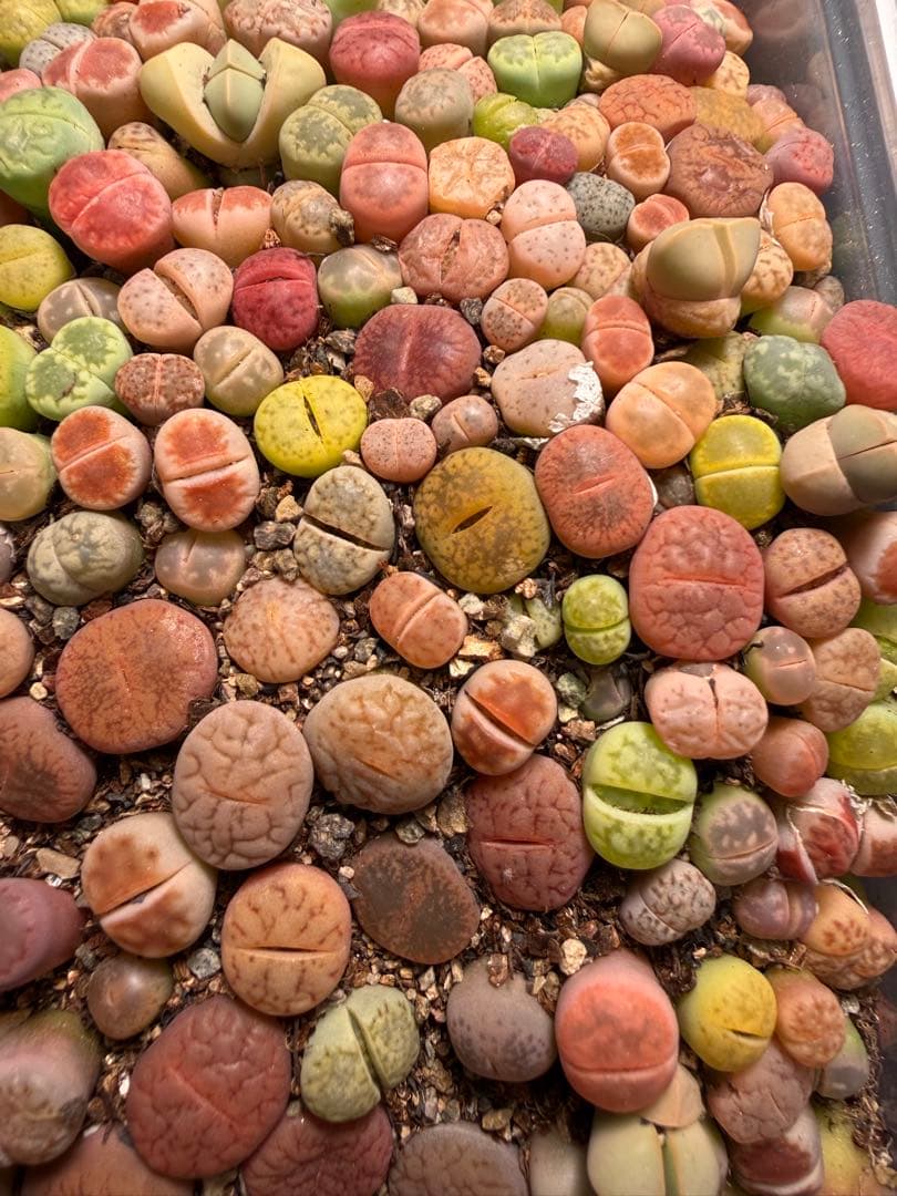 ⑥リトープス 実生苗 ミックス 約 190～230株左右　カラフル 多肉植物