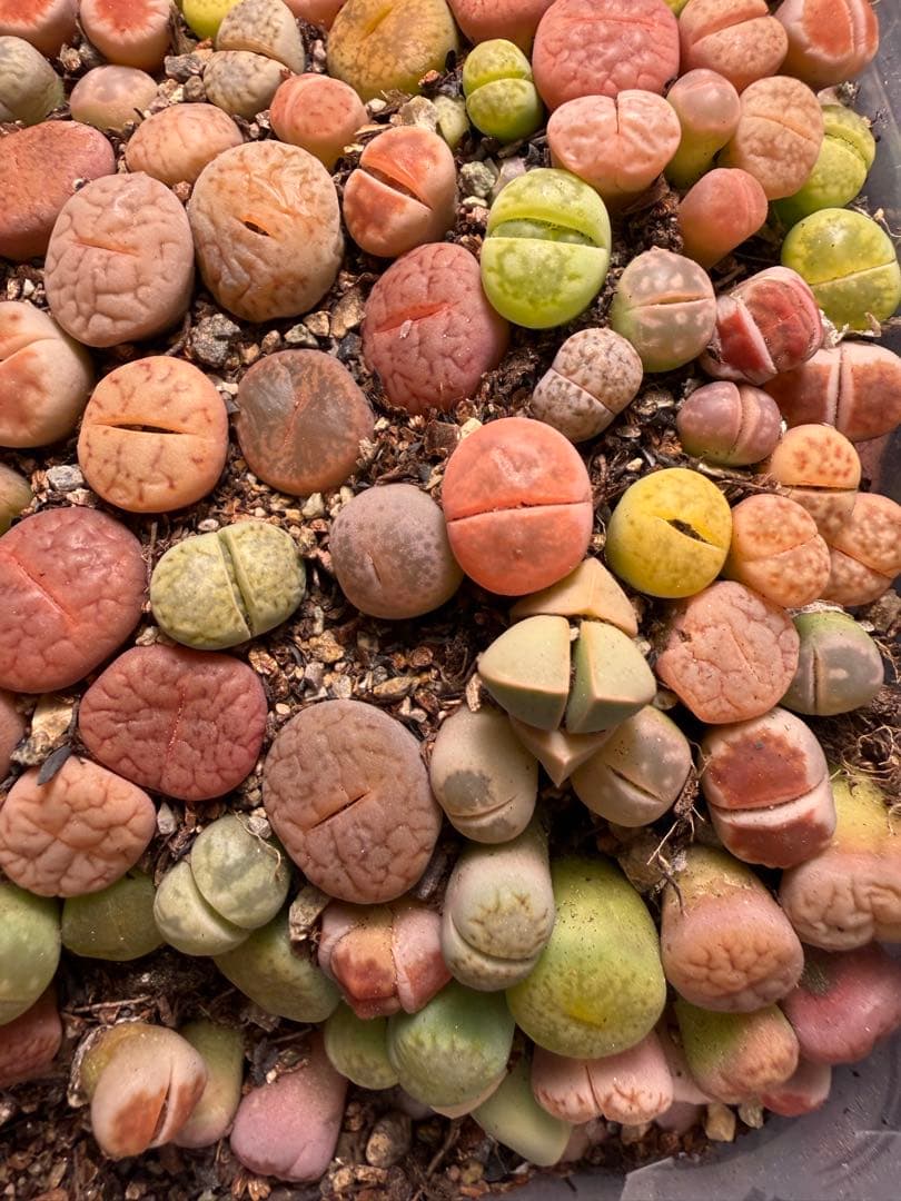 ⑥リトープス 実生苗 ミックス 約 190～230株左右　カラフル 多肉植物