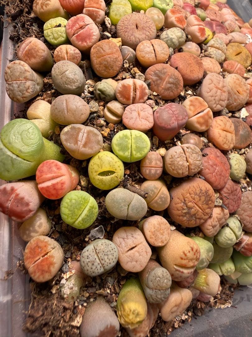 ⑥リトープス 実生苗 ミックス 約 190～230株左右　カラフル 多肉植物