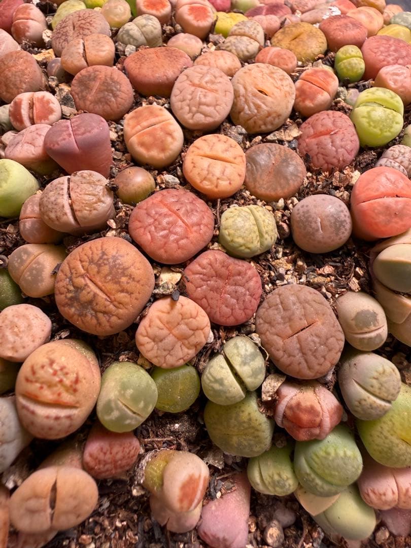 ⑥リトープス 実生苗 ミックス 約 190～230株左右　カラフル 多肉植物