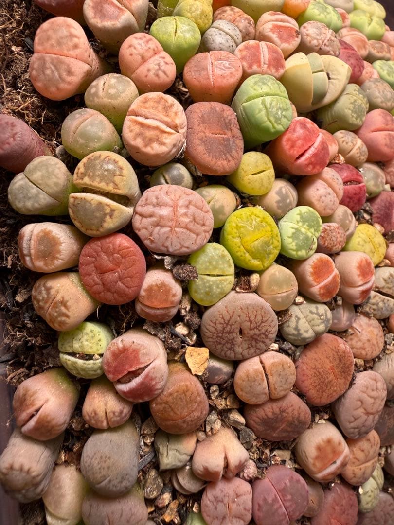 ⑥リトープス 実生苗 ミックス 約 190～230株左右　カラフル 多肉植物