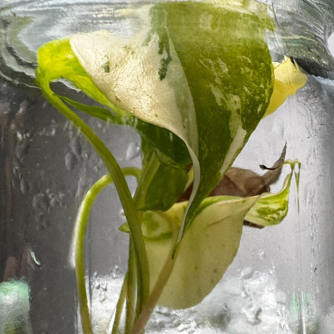 TC☆モンステラ　デリシオーサ　サイアムミント　組織培養株