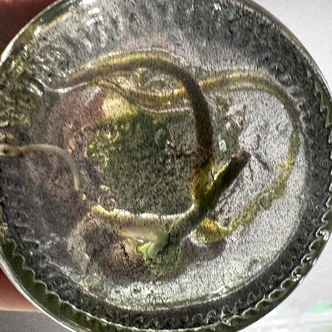 TC☆モンステラ　デリシオーサ　サイアムミント　組織培養株