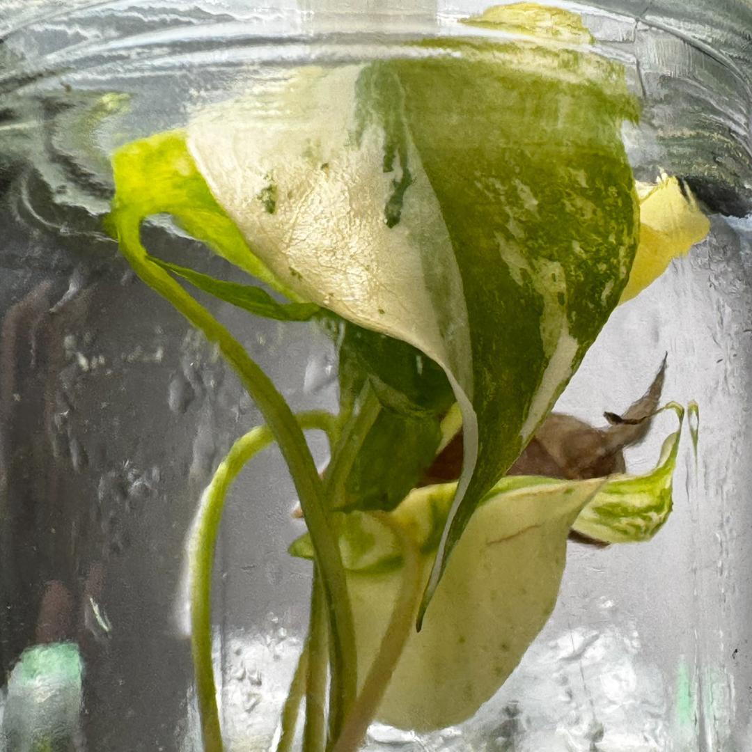 TC☆モンステラ　デリシオーサ　サイアムミント　組織培養株