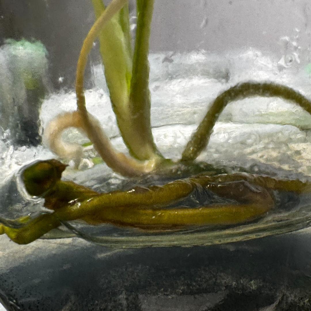 TC☆モンステラ　デリシオーサ　サイアムミント　組織培養株