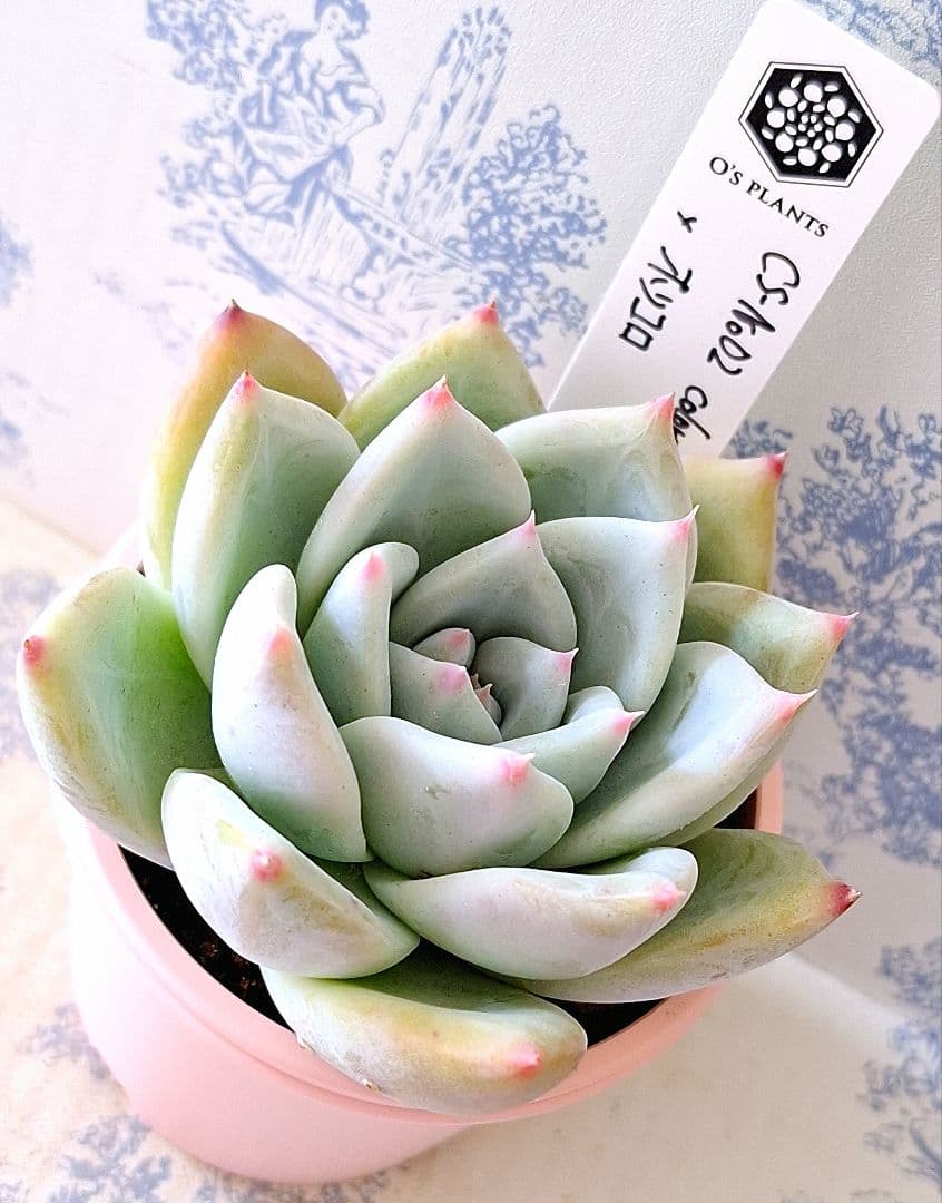 CS-NO.02 コロラータコンパクトタイプ×ホリコロ札付きポットごとオーズ苗