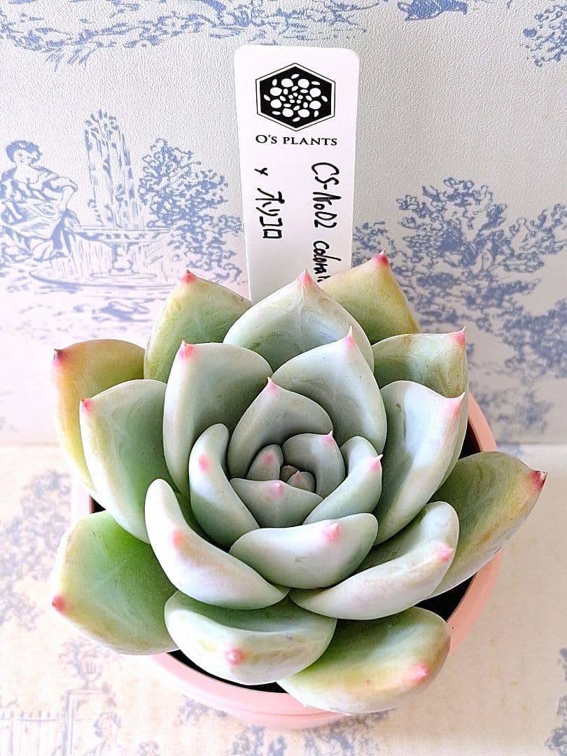 CS-NO.02 コロラータコンパクトタイプ×ホリコロ札付きポットごとオーズ苗