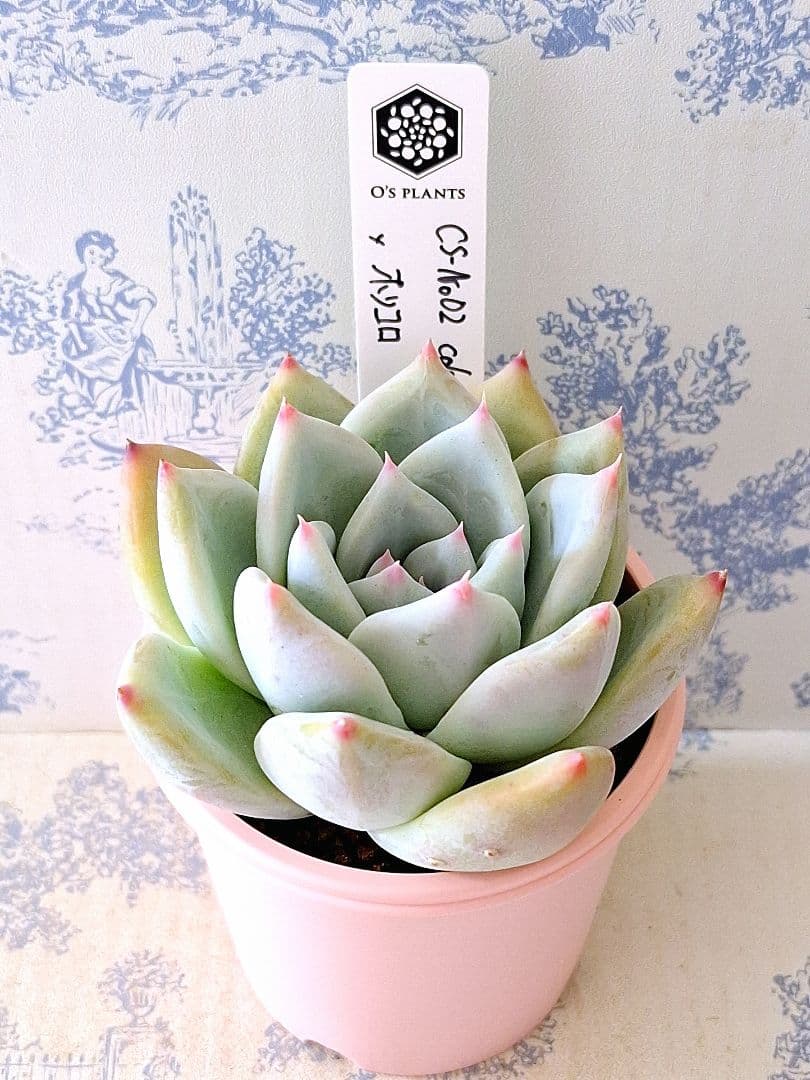 CS-NO.02 コロラータコンパクトタイプ×ホリコロ札付きポットごとオーズ苗