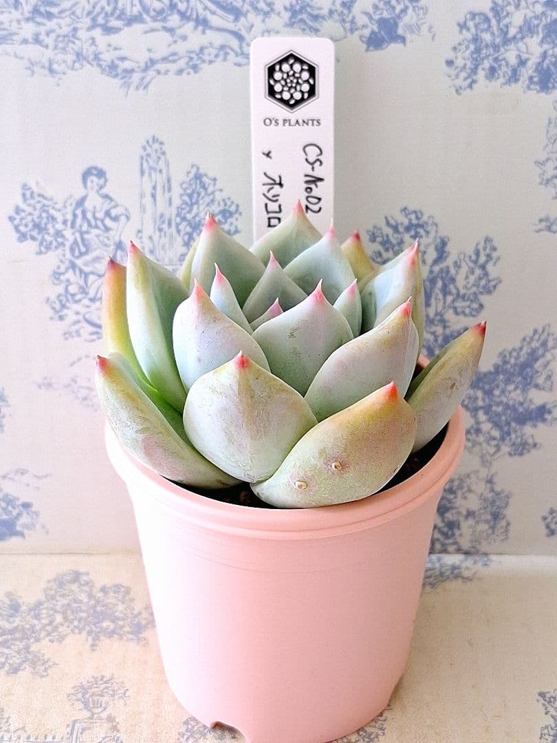 CS-NO.02 コロラータコンパクトタイプ×ホリコロ札付きポットごとオーズ苗