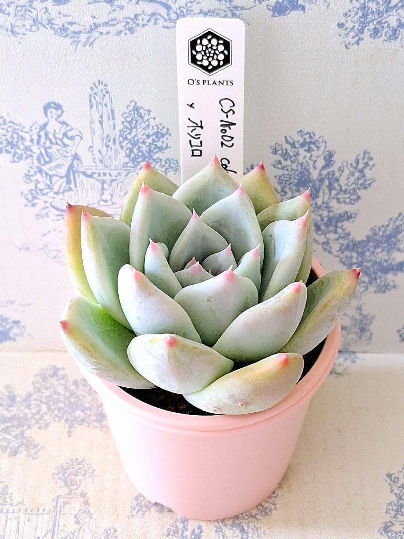 CS-NO.02 コロラータコンパクトタイプ×ホリコロ札付きポットごとオーズ苗