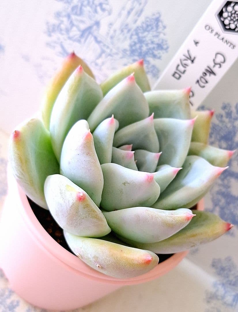 CS-NO.02 コロラータコンパクトタイプ×ホリコロ札付きポットごとオーズ苗