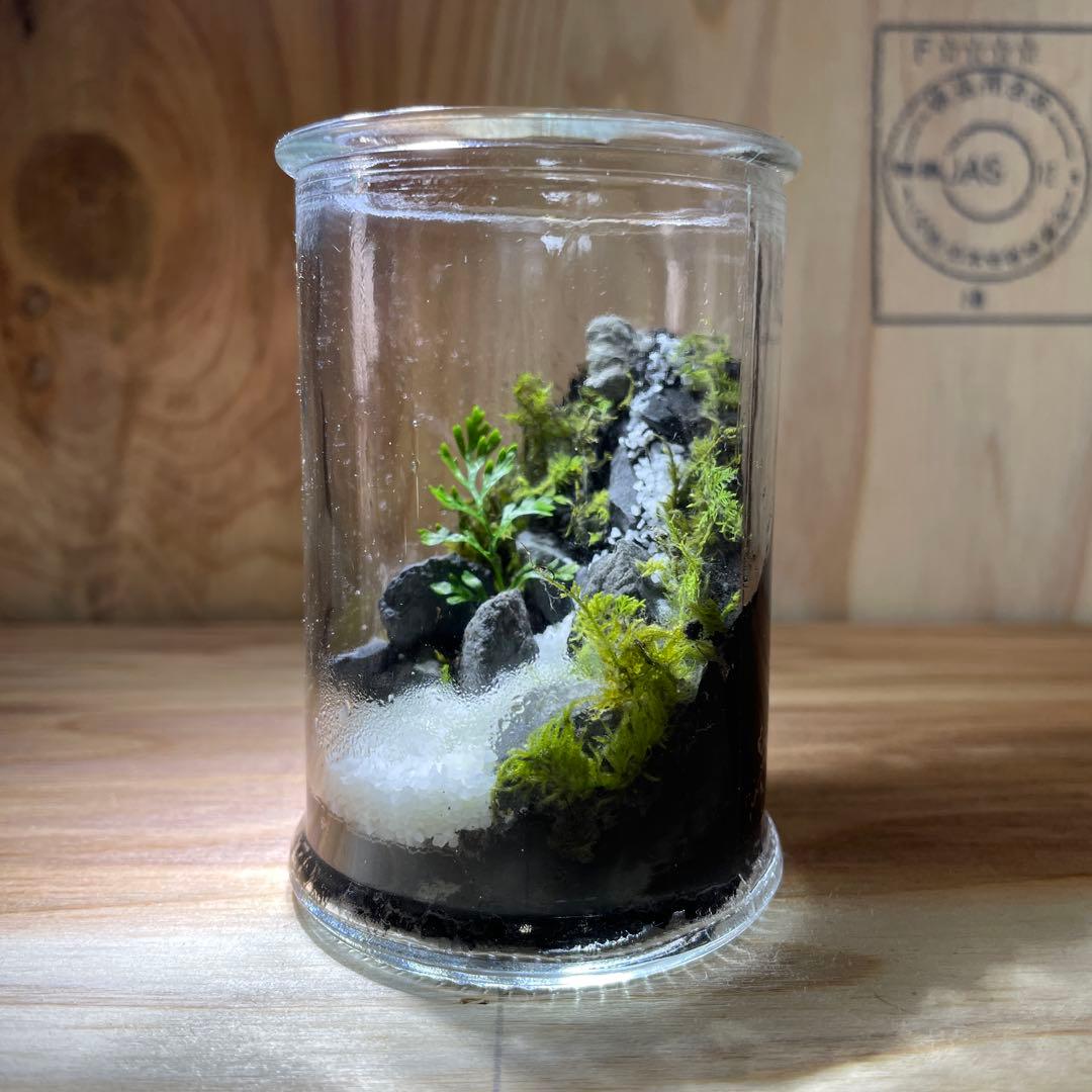 【2個セット】ミニ テラリウム LED付き レイアウト済み