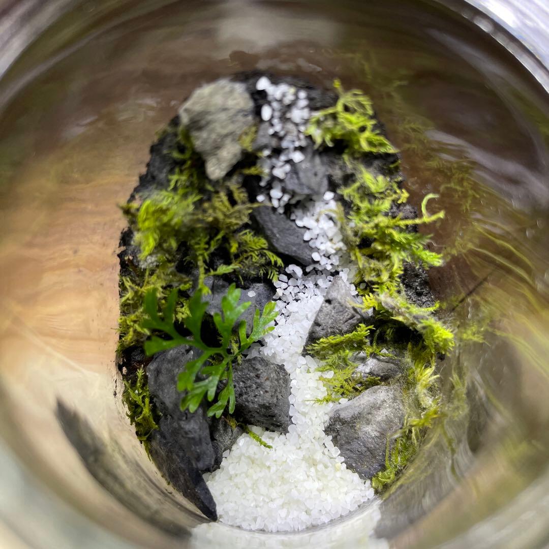 【2個セット】ミニ テラリウム LED付き レイアウト済み