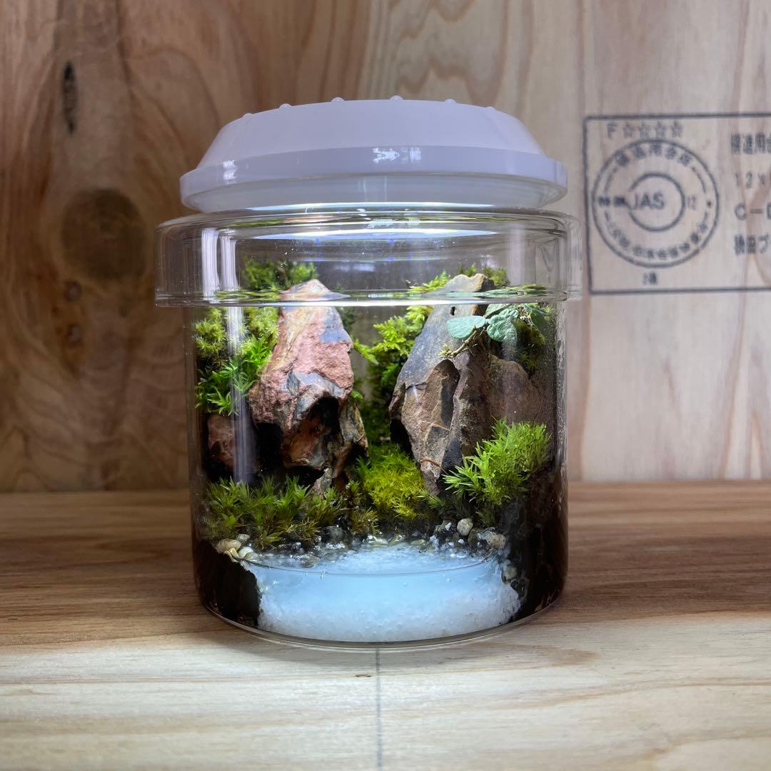 【2個セット】ミニ テラリウム LED付き レイアウト済み