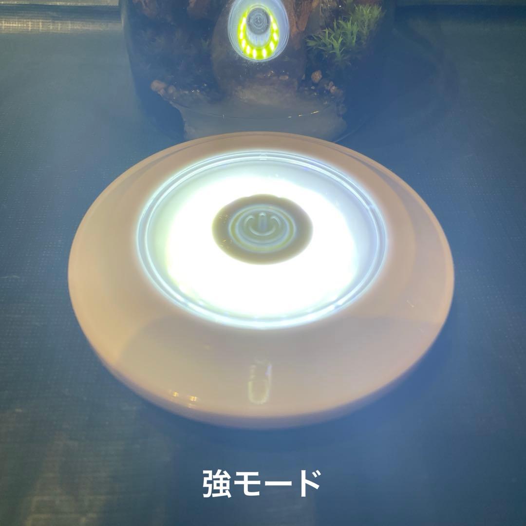 【2個セット】ミニ テラリウム LED付き レイアウト済み