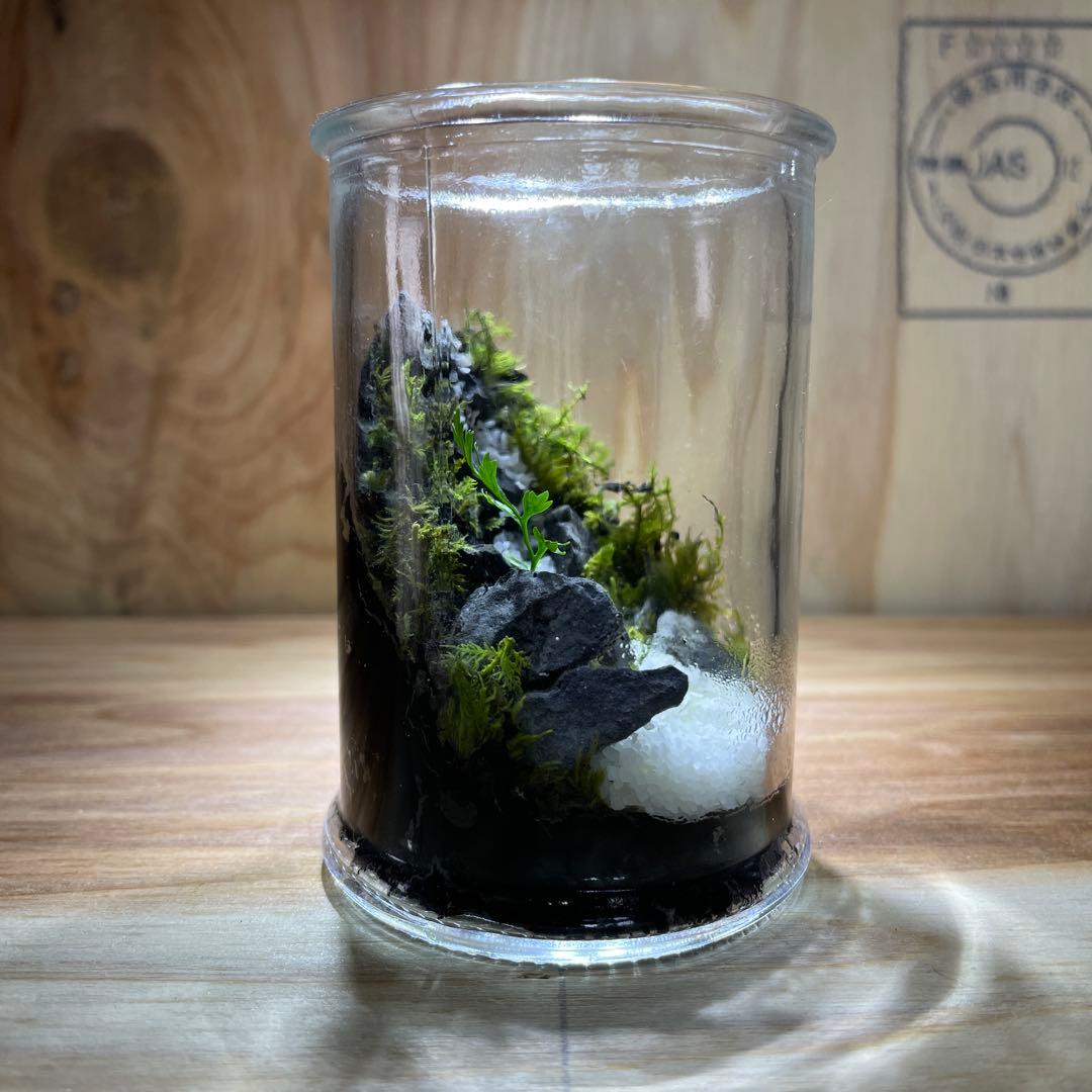 【2個セット】ミニ テラリウム LED付き レイアウト済み