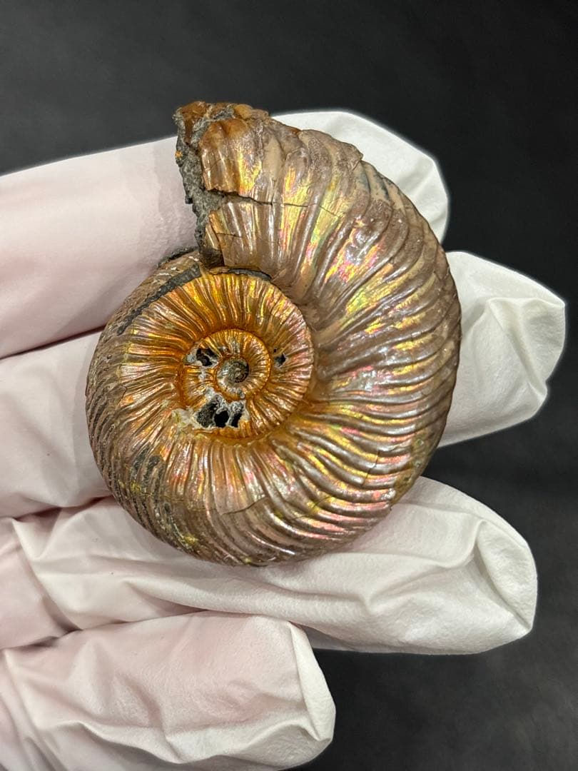 化石　クエンステッドセラス　アンモナイト