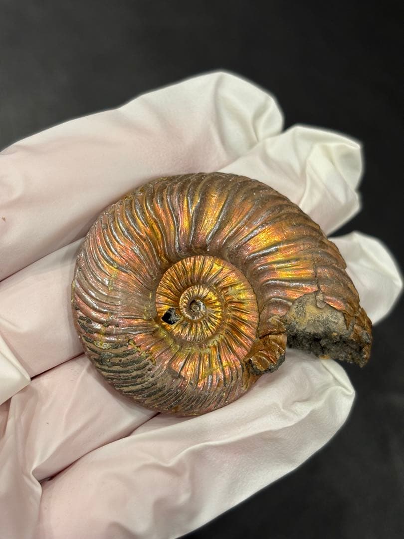 化石　クエンステッドセラス　アンモナイト