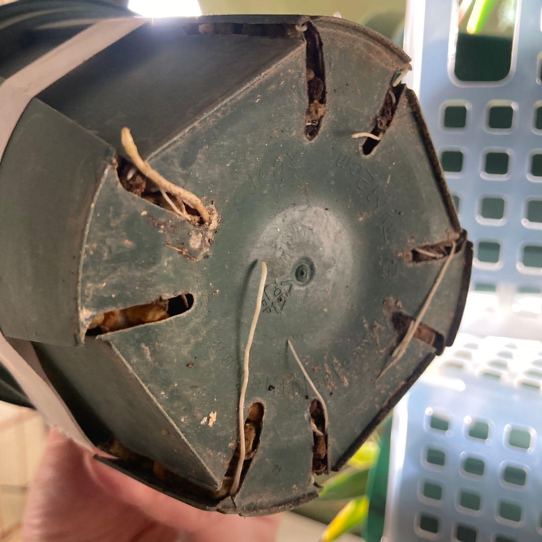 サンキング アガベ 笹の雪 写真更新12/1