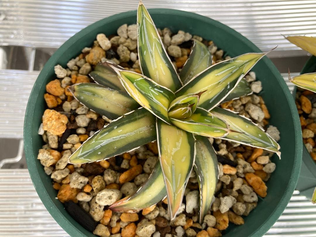 サンキング アガベ 笹の雪 写真更新12/1