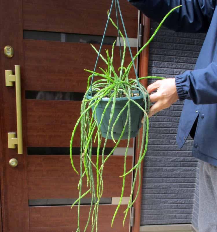 【現品】サボテン・リプサリス・パラドクサ・ファイン　7号　吊鉢　S2番