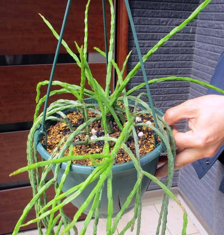 【現品】サボテン・リプサリス・パラドクサ・ファイン　7号　吊鉢　S2番