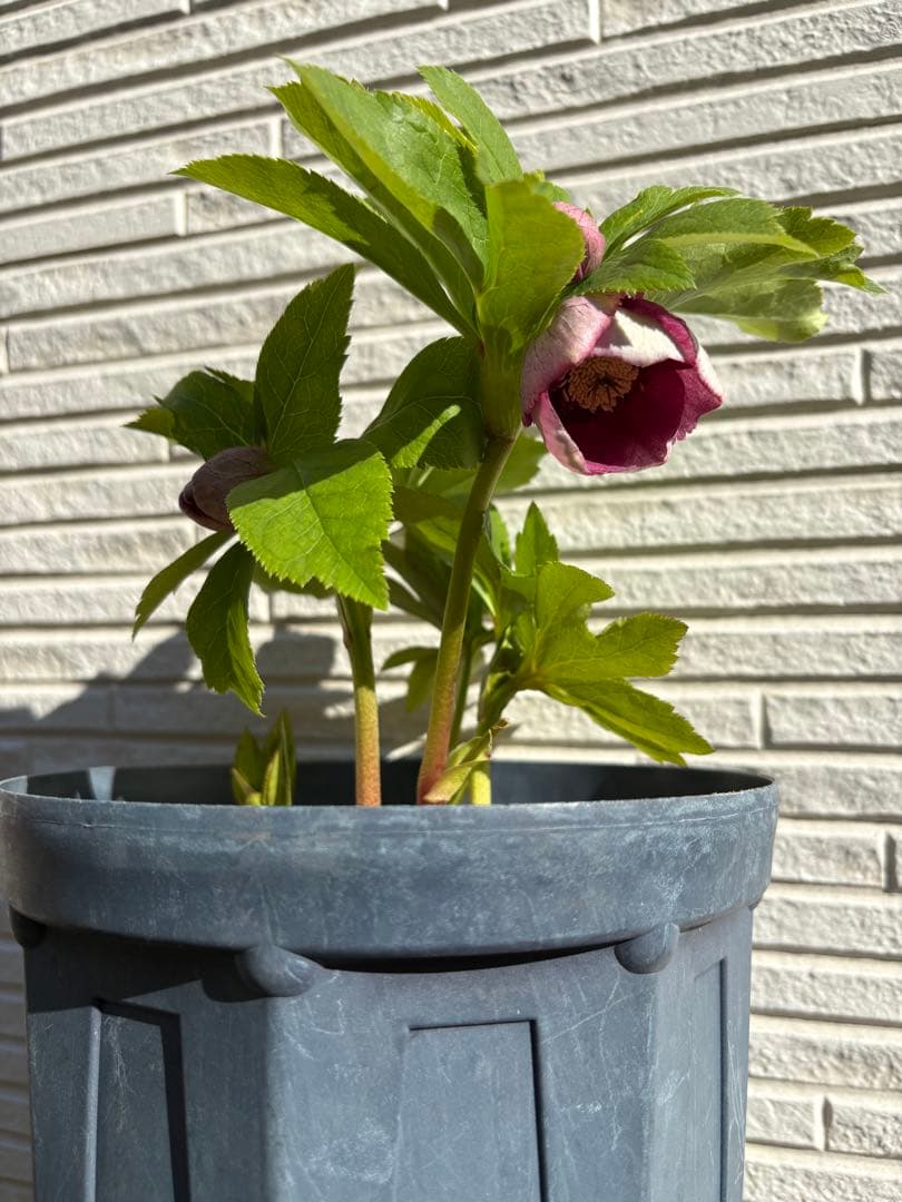 最終価格　クリスマスローズ　カップ咲き　リバーシブル　セミダブル