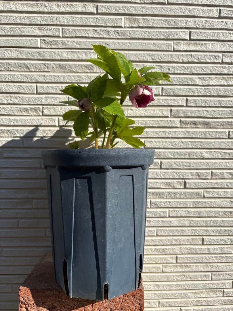 最終価格　クリスマスローズ　カップ咲き　リバーシブル　セミダブル