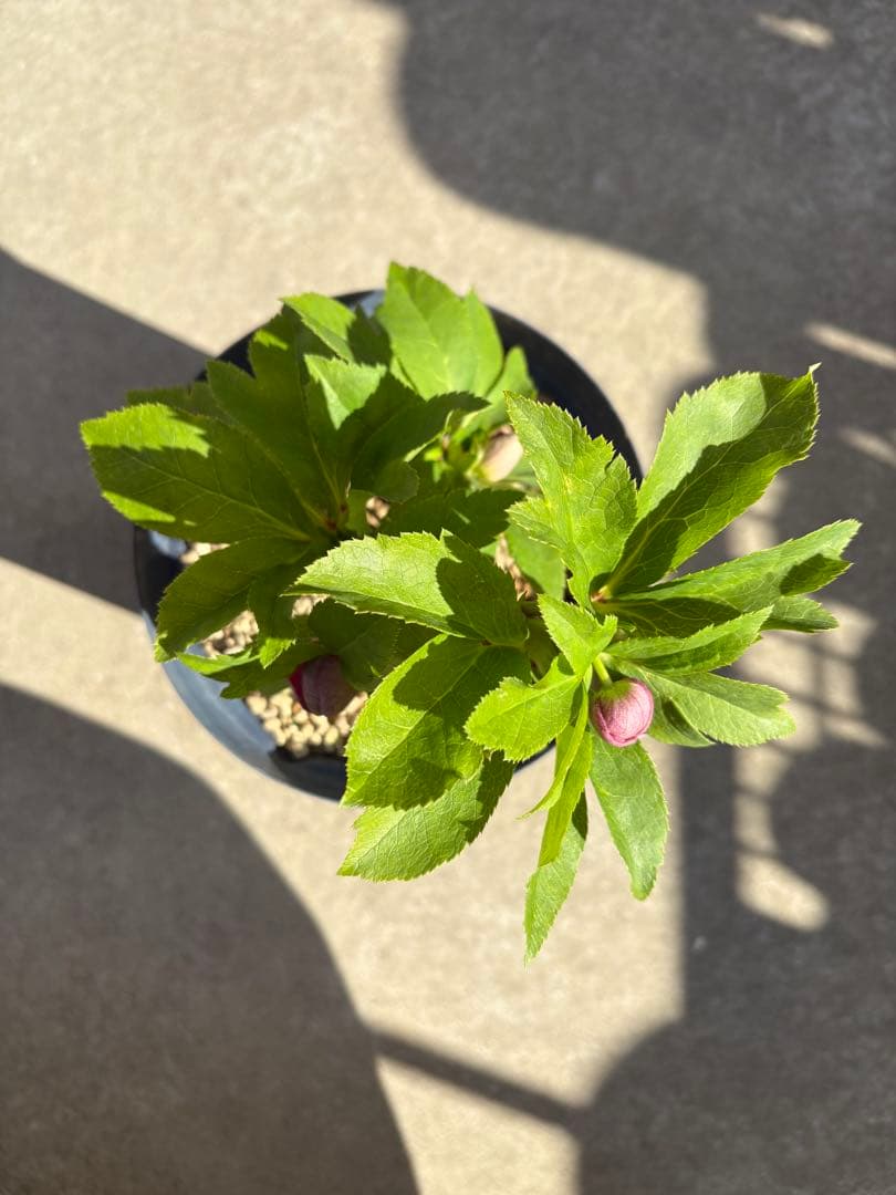 最終価格　クリスマスローズ　カップ咲き　リバーシブル　セミダブル