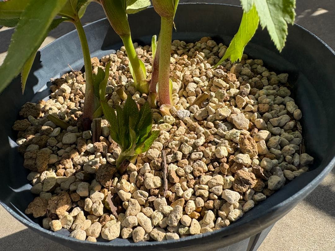 最終価格　クリスマスローズ　カップ咲き　リバーシブル　セミダブル