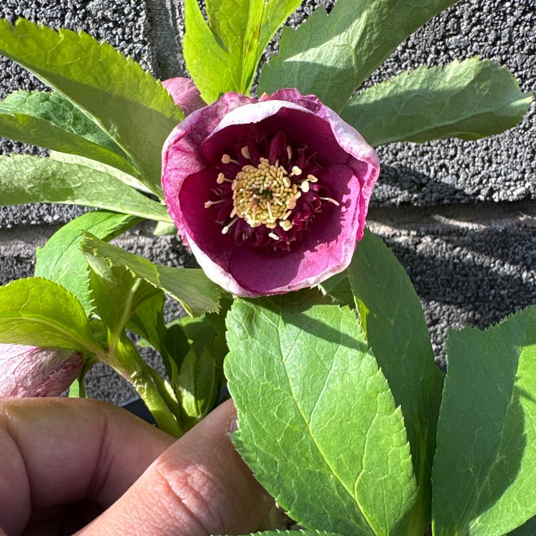 最終価格　クリスマスローズ　カップ咲き　リバーシブル　セミダブル