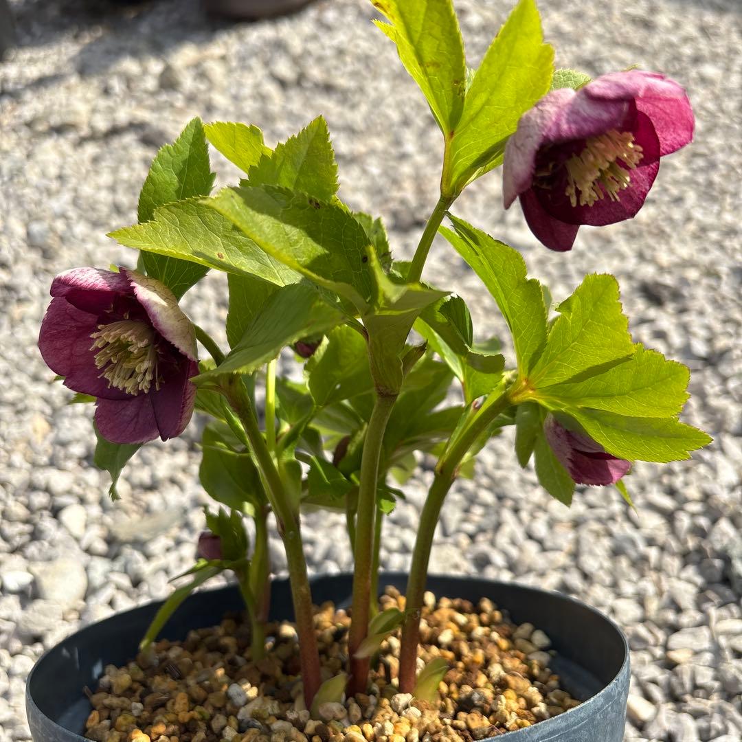 最終価格　クリスマスローズ　カップ咲き　リバーシブル　セミダブル