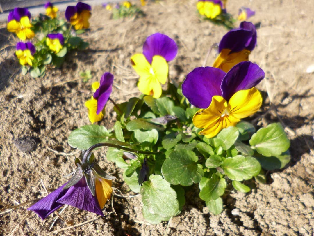 実写⭕️【動作確認済】Panasonic LUMIX DMC-FH8ピンク