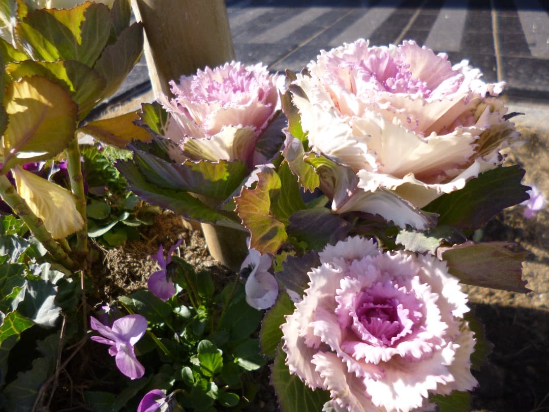 実写⭕️【動作確認済】Panasonic LUMIX DMC-FH8ピンク