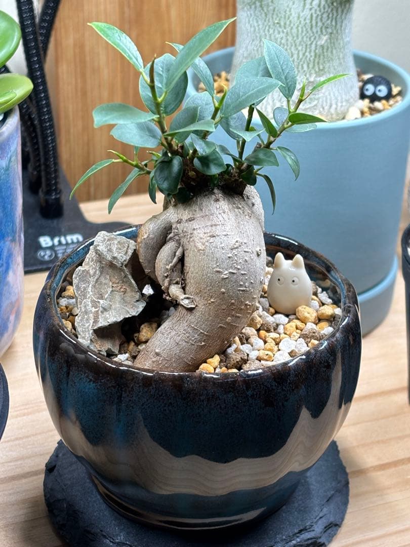ガジュマル 自然石、トトロ、陶器鉢仕立て（美品）