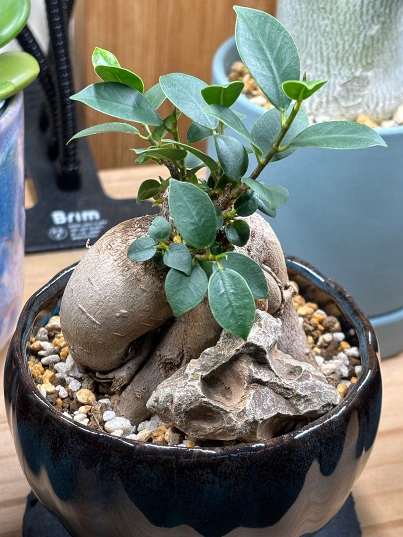 ガジュマル 自然石、トトロ、陶器鉢仕立て（美品）