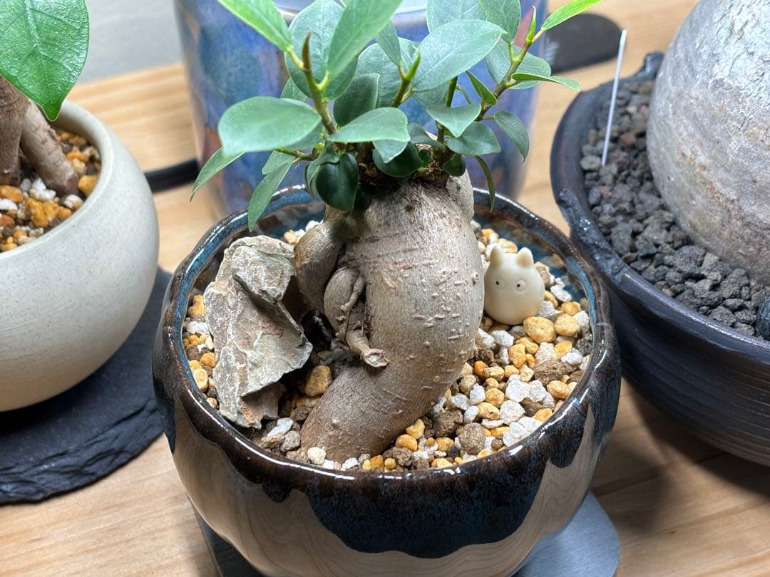 ガジュマル 自然石、トトロ、陶器鉢仕立て（美品）