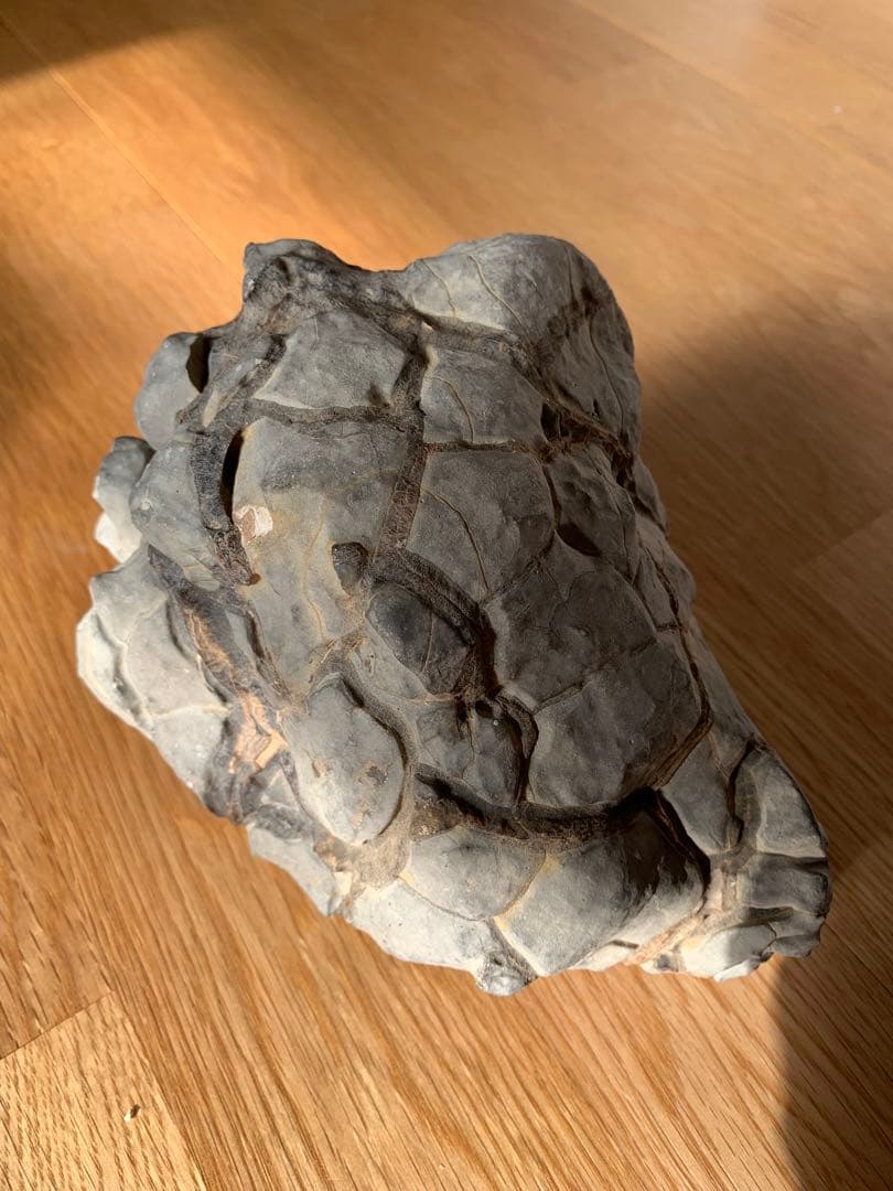 亀甲石 ノジュール石 鑑賞石 水石