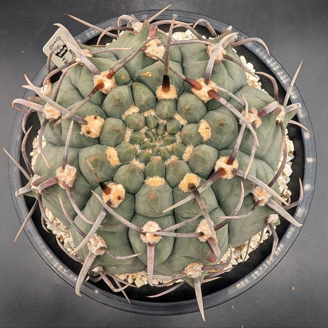 バッテリー 狂刺実生 鉢植えメルカリ便送料込み